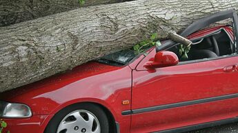 Baum, Astbruch, Schadenersatz