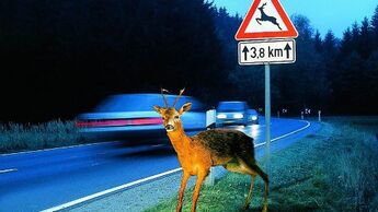 Im Herbst kommte es vermehrt zu Wildwechsel.