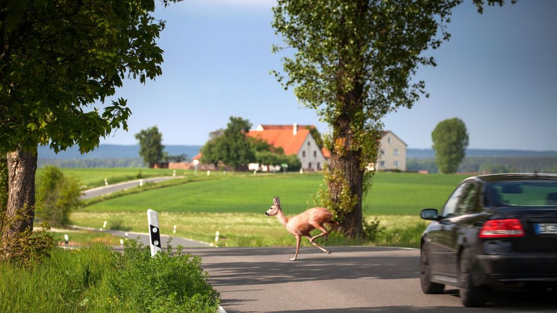 Landstraße, Bäume, Allee, Unfall, Wildwechsel