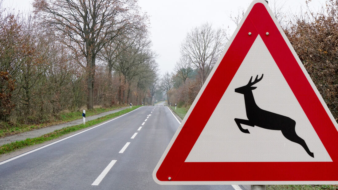 Wildunfall, Landsrtaße, unfall, reh