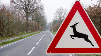 Wildunfall, Landsrtaße, unfall, reh