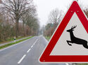 Wildunfall, Landsrtaße, unfall, reh
