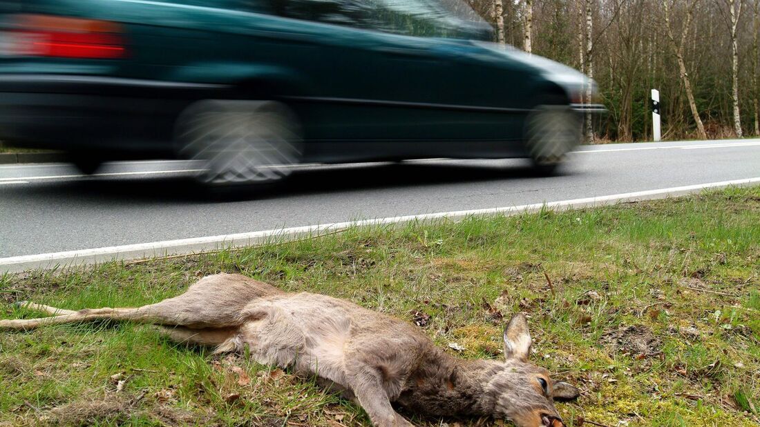Unfreiwillige Jagd